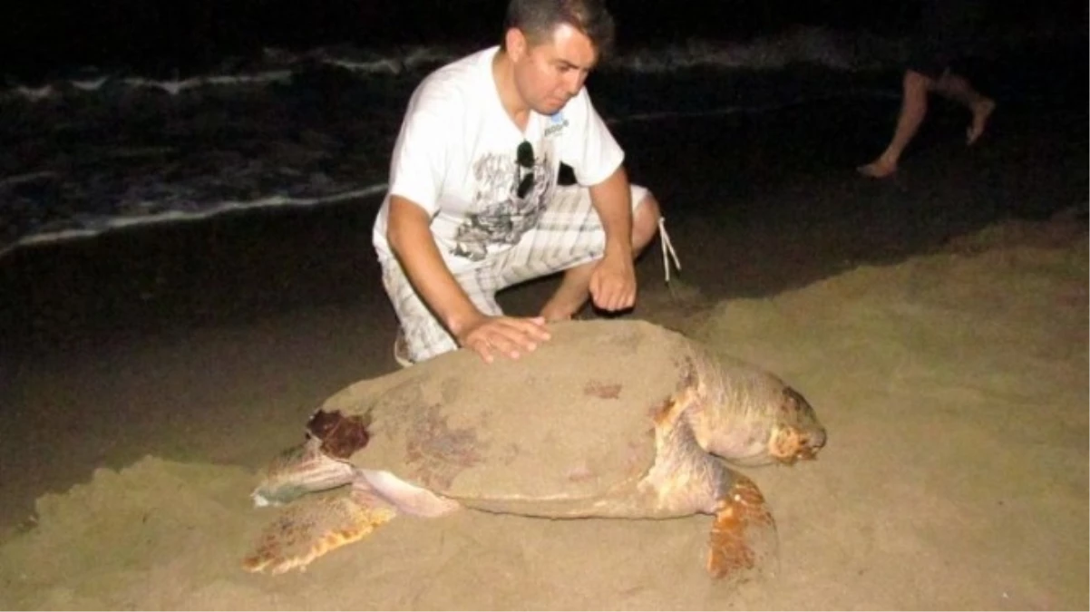 Kuşadası\'nda Kurtarılan Caretta 7 Ay Sonra Ölü Bulundu