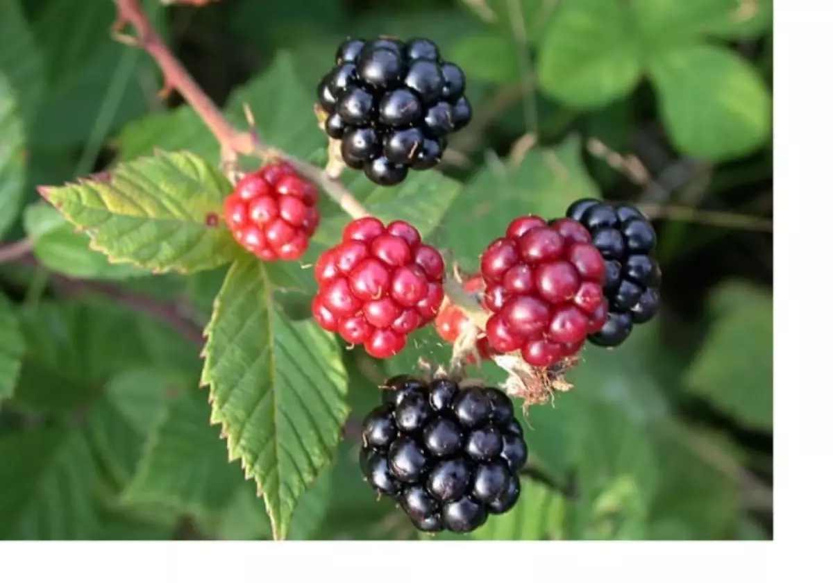 Sağlık İçin Böğürtlen