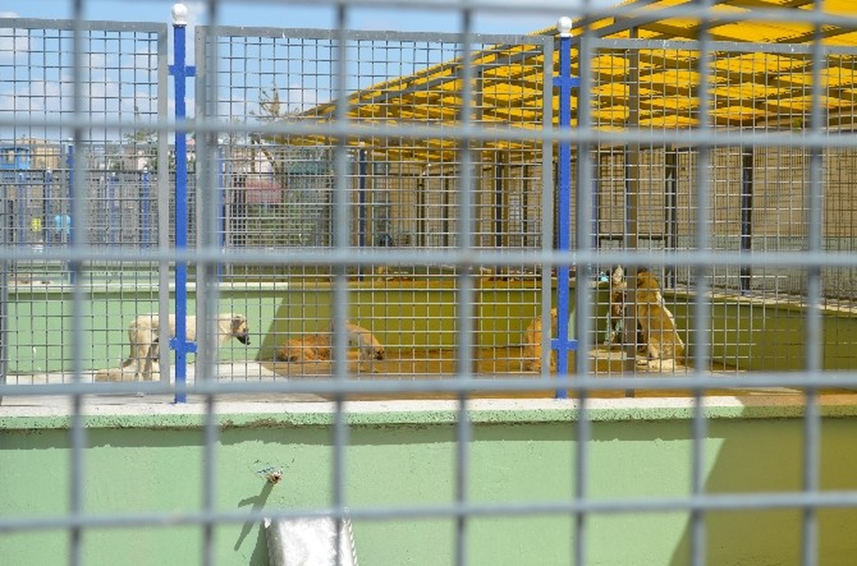 Sokak Hayvanlarına Erzurum Büyükşehir Belediyesi Hayvan Barınağı Sahip Çıkıyor