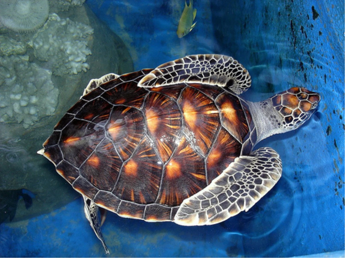 Tedavi Edilen Kaplumbağalar Doğal Yaşamına Kavuştu