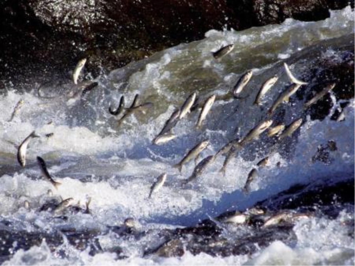Yunuslardan Kaçan Kefaller Balıkçılara Av Oldu