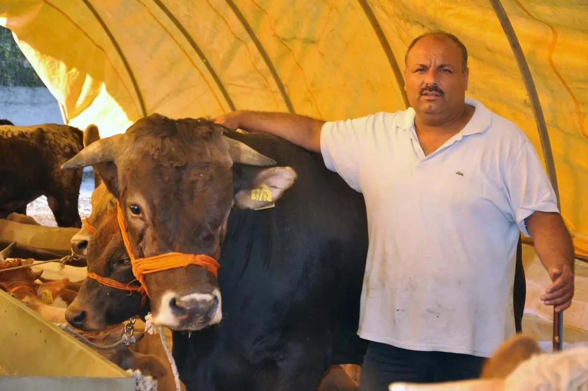 Zonguldak\'ta İki Boğaya Karşılık Otomobilini Verdi