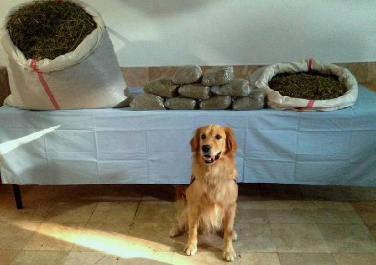 Denizli\'de Narkotik Köpeği Sarı 24 Kilo Esrarı Buldu