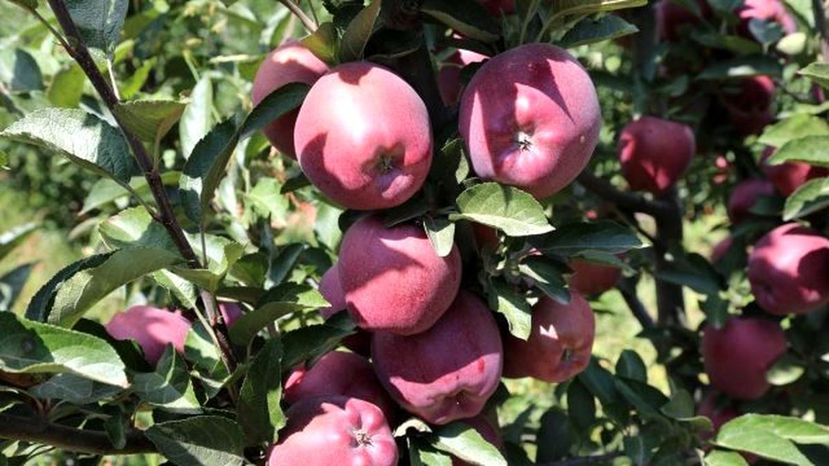 Elmada Rekolte Arttı, 10 Yıl Sonra Üreticinin Yüzü Güldü