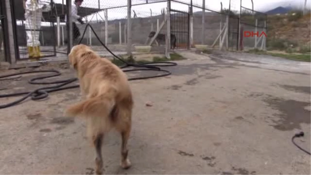 Erbaa Hayvan Barınağı\'nda Köpek Ölümleri