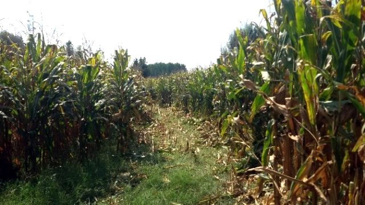 Sakarya\'da Güneş Gözünü Alınca Mısır Tarlasına Uçtu