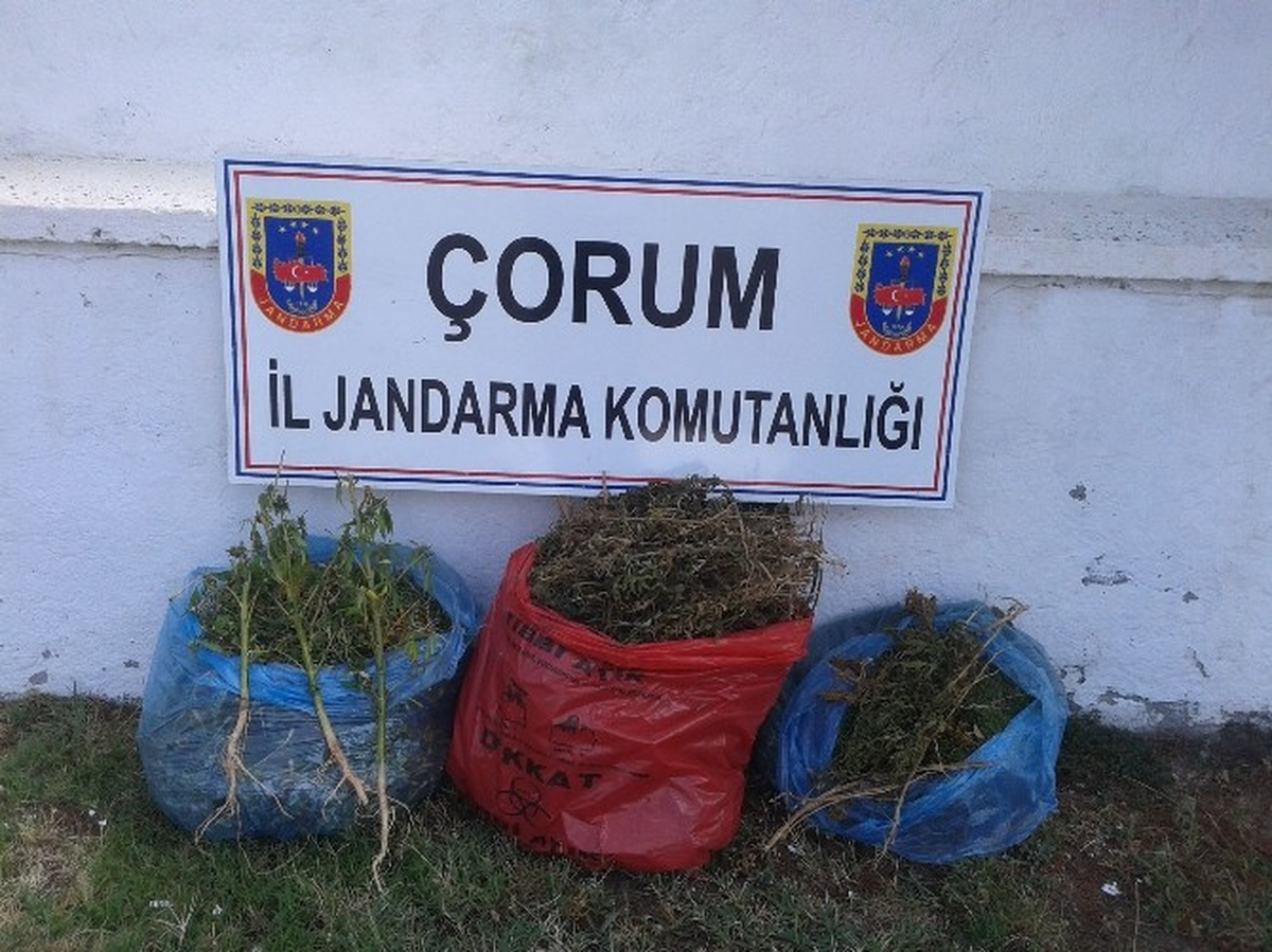 Jandarmadan Uyuşturucu Operasyonu