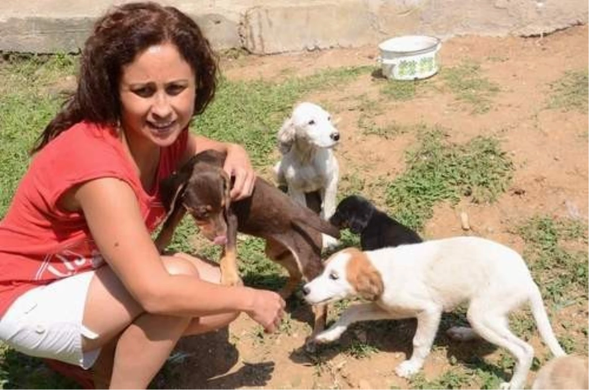 Kara Yolunda Ölüme Terk Edilen Yavru Köpeklere Sahip Çıktı