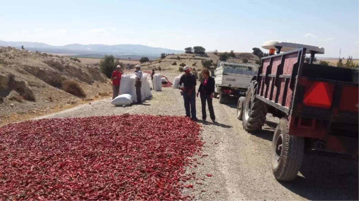 Kilis\'te Biber Üretimi