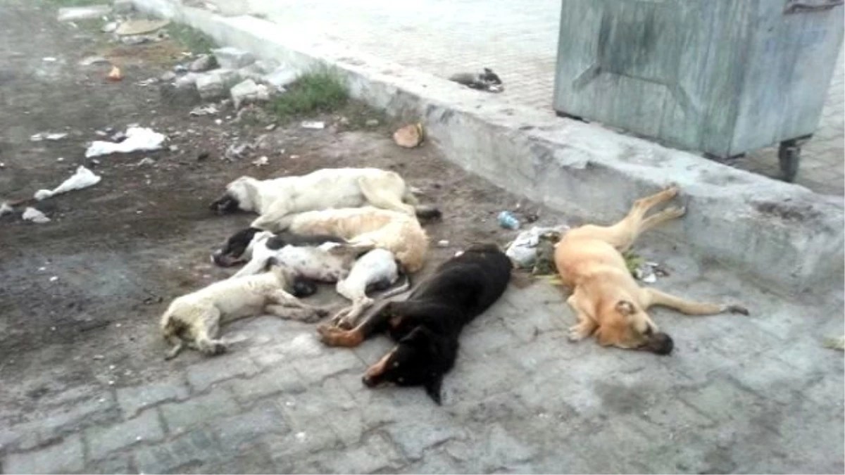 Korkuteli\'de Köpek Katliamına Tepki