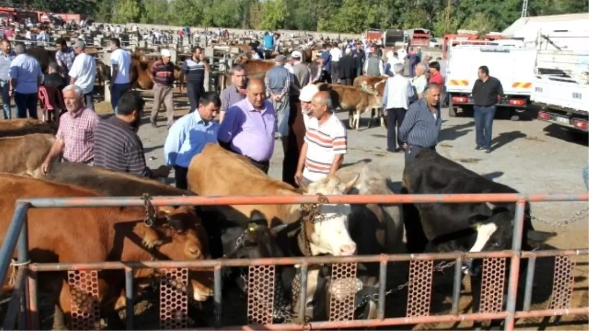 Kurban Pazaraında Hareketlilik Başladı