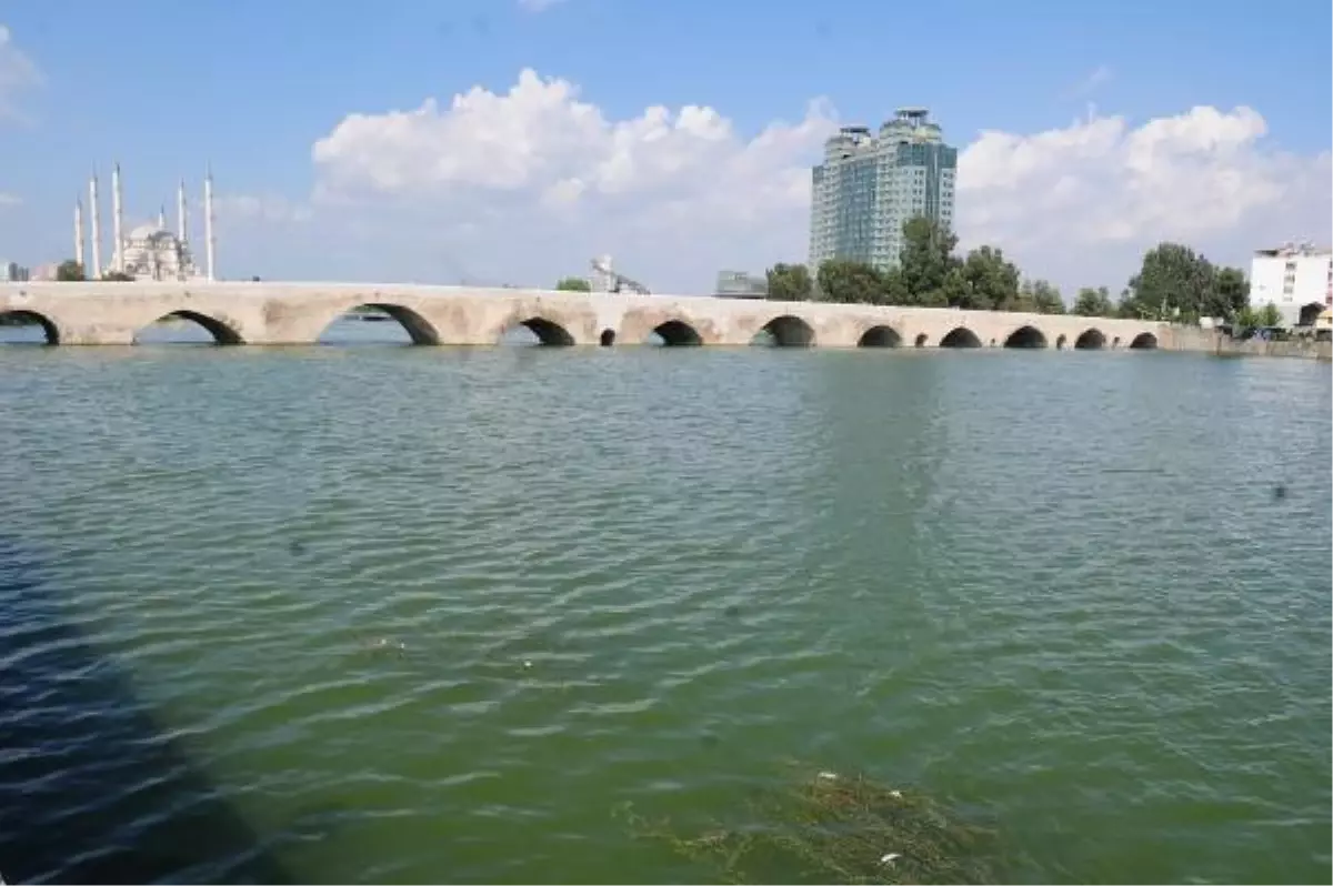 Seyhan Nehri\'nde Çok Sayıda Balık Öldü