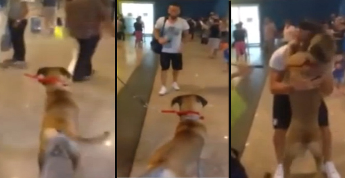 Aylar Sonra Sahibini Gören Köpek Kucağına Atladı