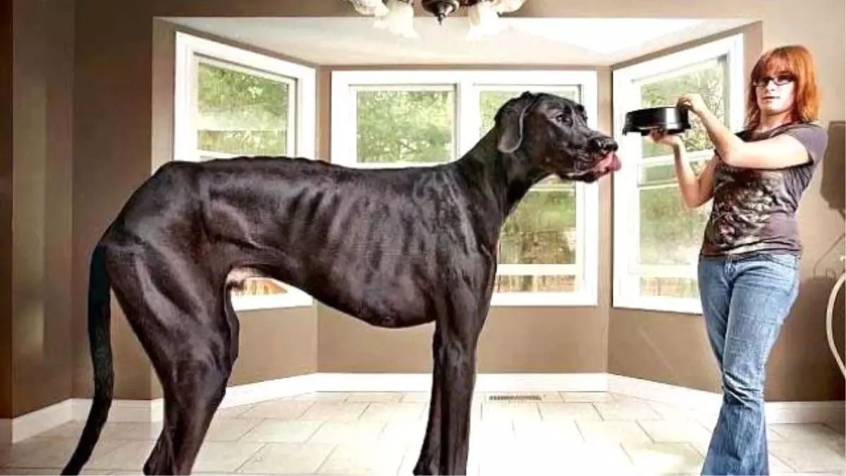 Dünyanın En Uzun Köpeği Öldü