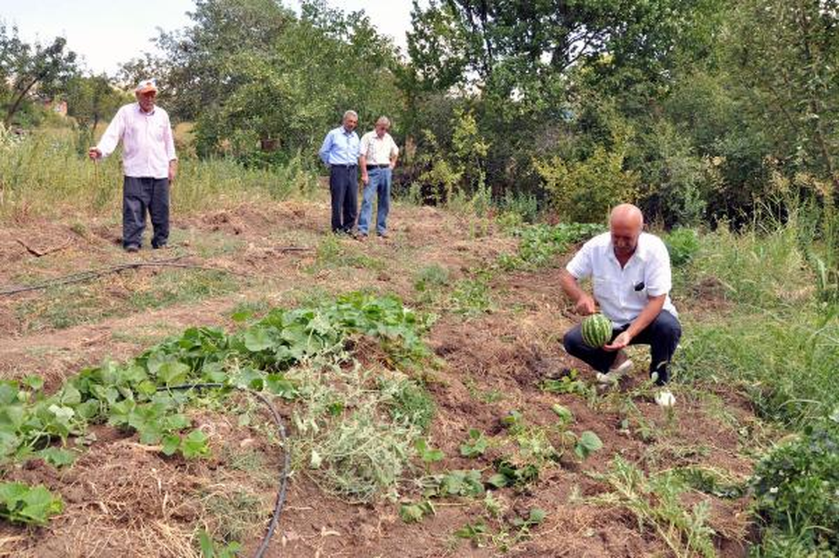 Elazığ\'da Köylülerin Domuz İsyanı