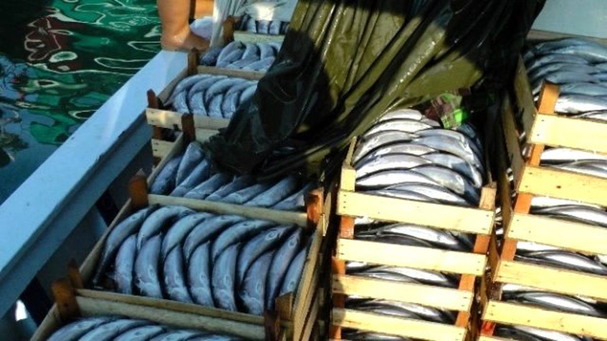 Karadeniz\'de Palamut ve Hamsi Bereketi Başladı