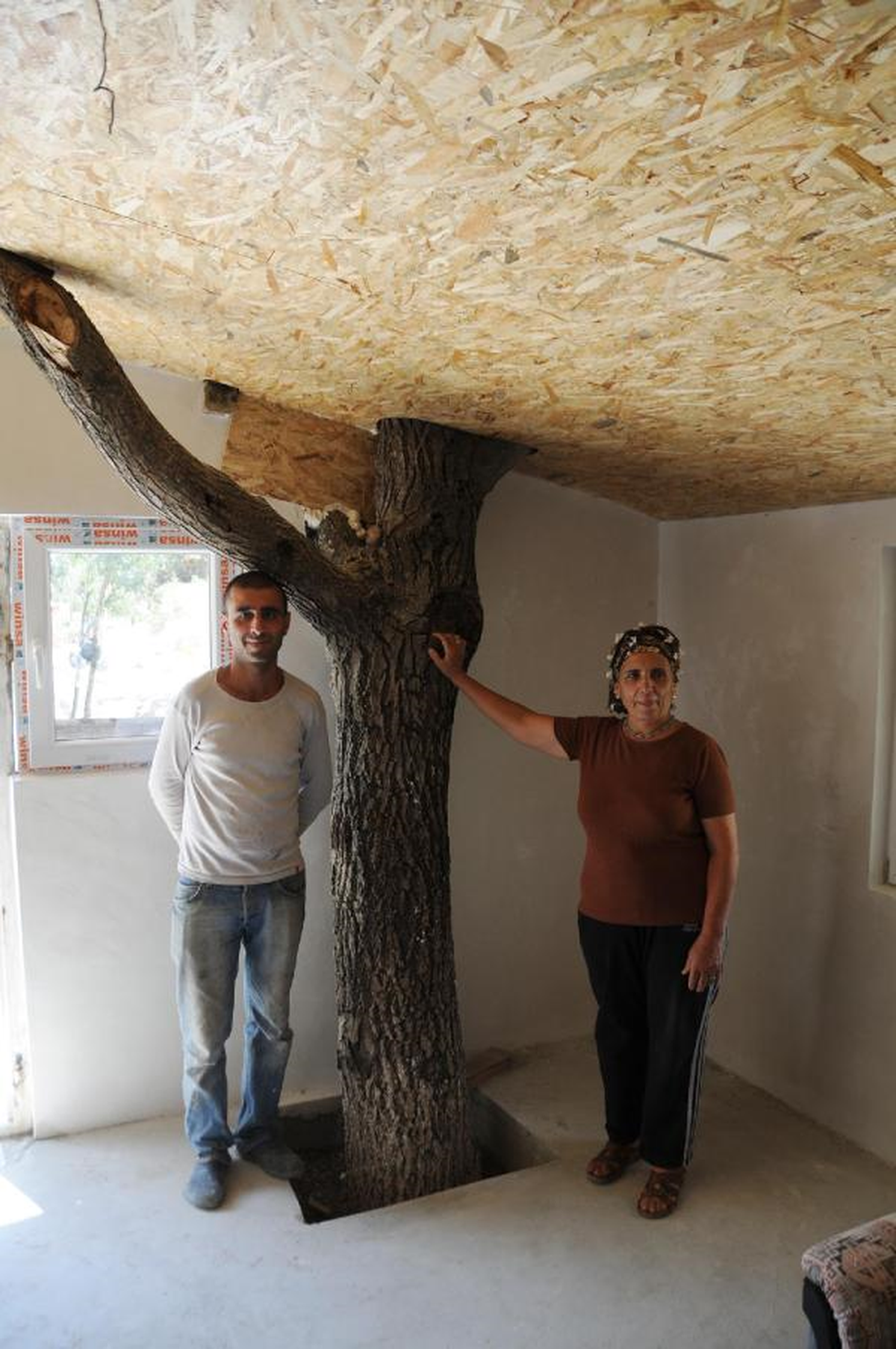 Kesmeye Kıyamadı, Ceviz Ağacı Yaptırdığı Evin İçinde Kaldı