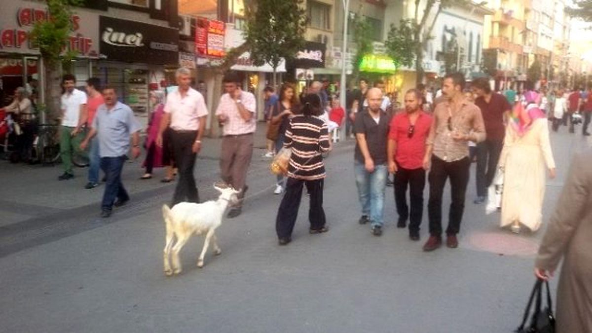 Sakarya\'nın En İşlek Caddesinde Keçi Gezdirdi