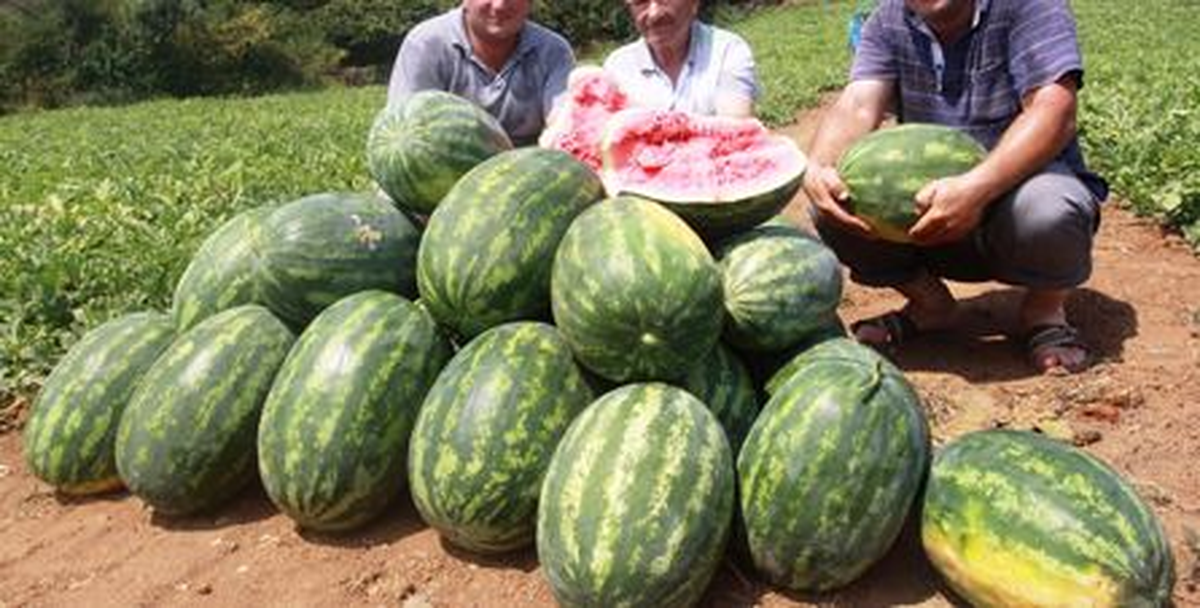 Yalıncak Karpuzu, Fındığın Tahtını Sallıyor