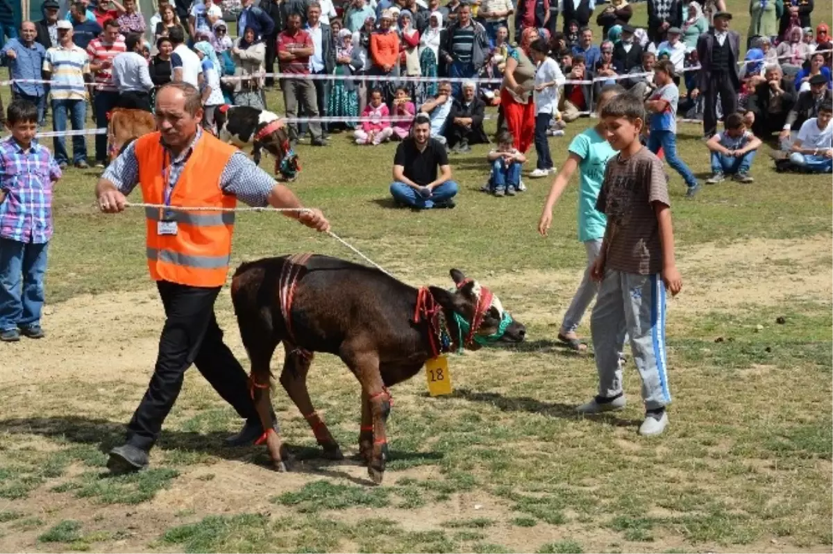 14. Çambaşı Yayla Şenliği Renkli Başladı