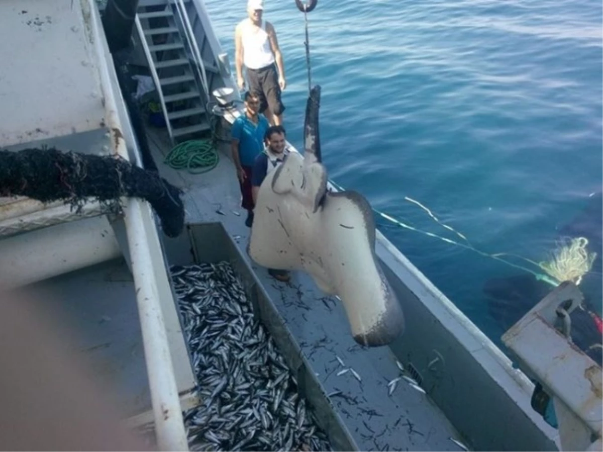 Balıkçıların Ağına 382 Kilo Dev Vatoz Takıldı