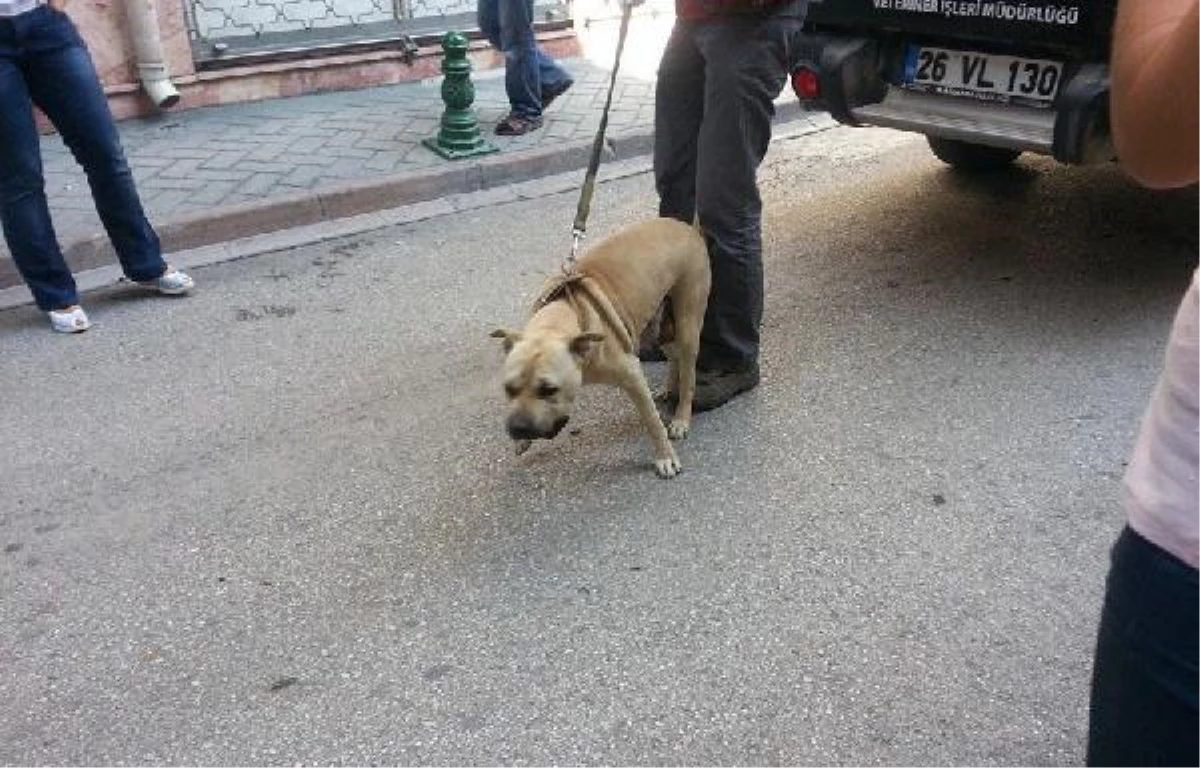 Eskişehir\'de Terasta Tekmelenen Köpek Koruma Altına Alındı