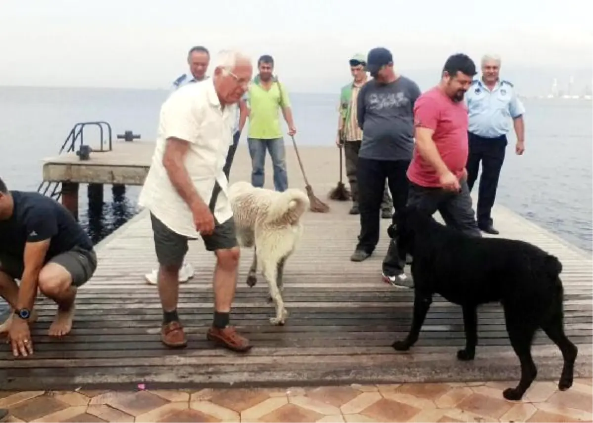 İki Köpeğin İbretlik Dostluğu