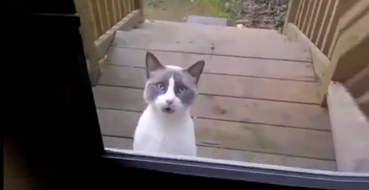 İnsanlarla Konuşan Kedi