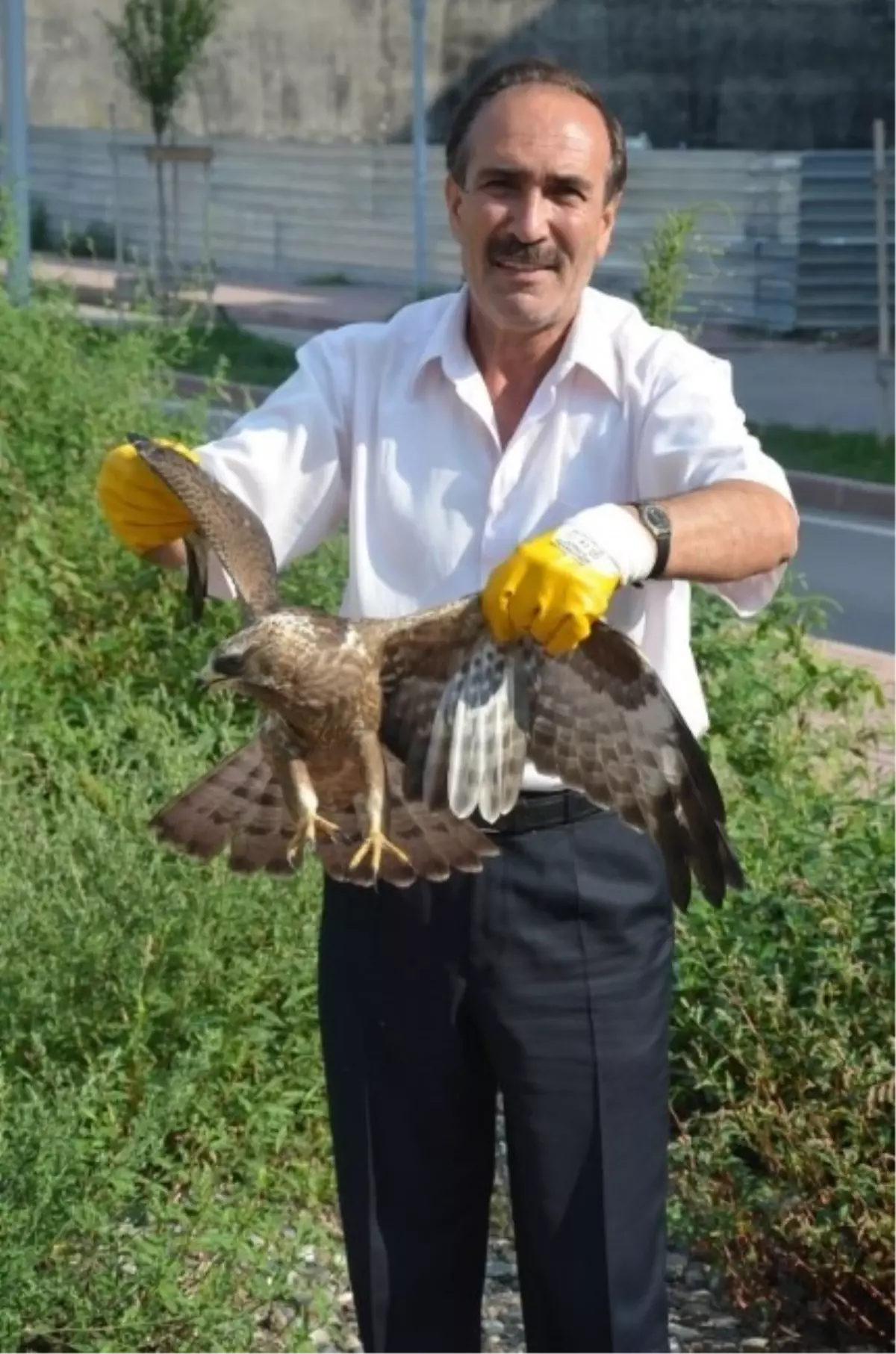 Kedilerin Elinden Yaralı Şahini Kurtardı