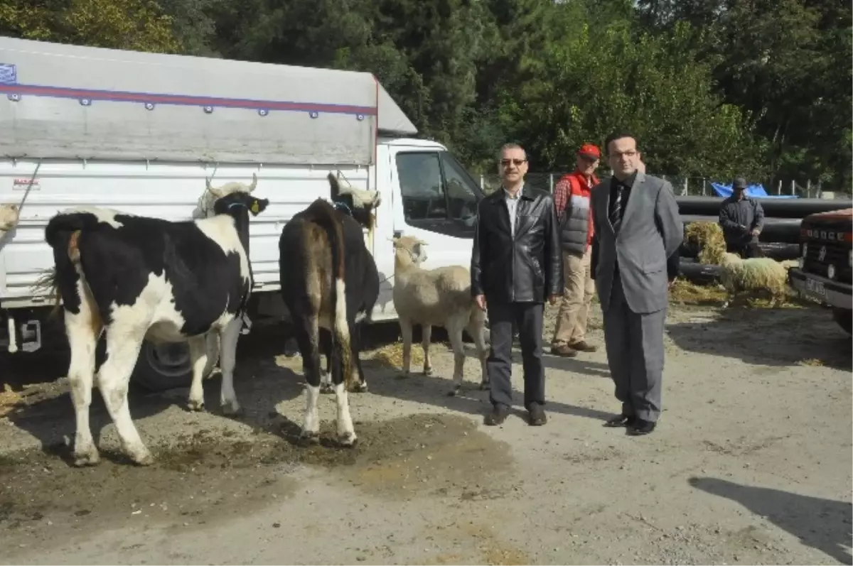 Kurbanlık Hayvan Alırken Dikkat Edilecek Hususlar