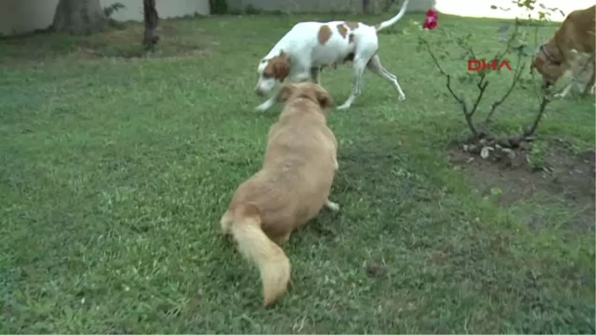 Magandanın Balkonda Vurduğu Köpeğe Lazer Tedavisi