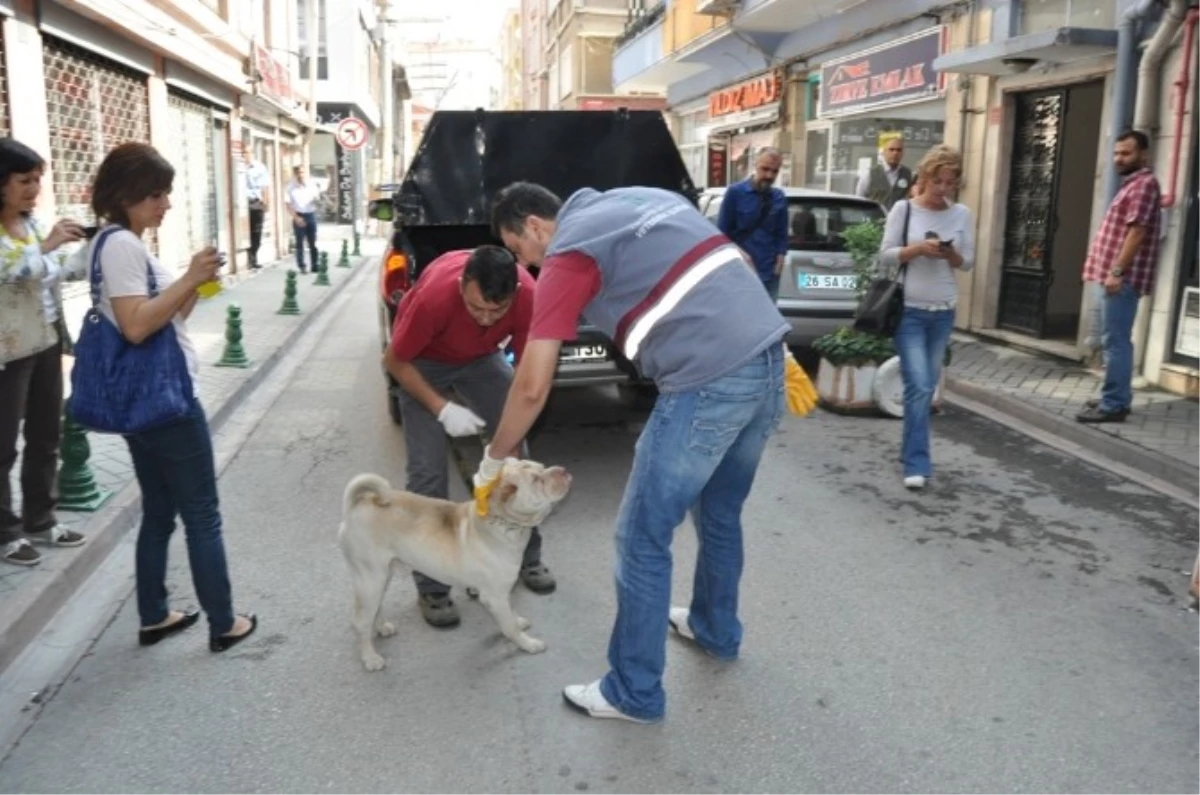 Eskişehir\'de Dövülen Köpek Koruma Altına Alındı