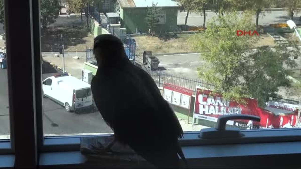Polisin Bahçede Bulduğu Yaralı Kızıl Şahine Tedavi