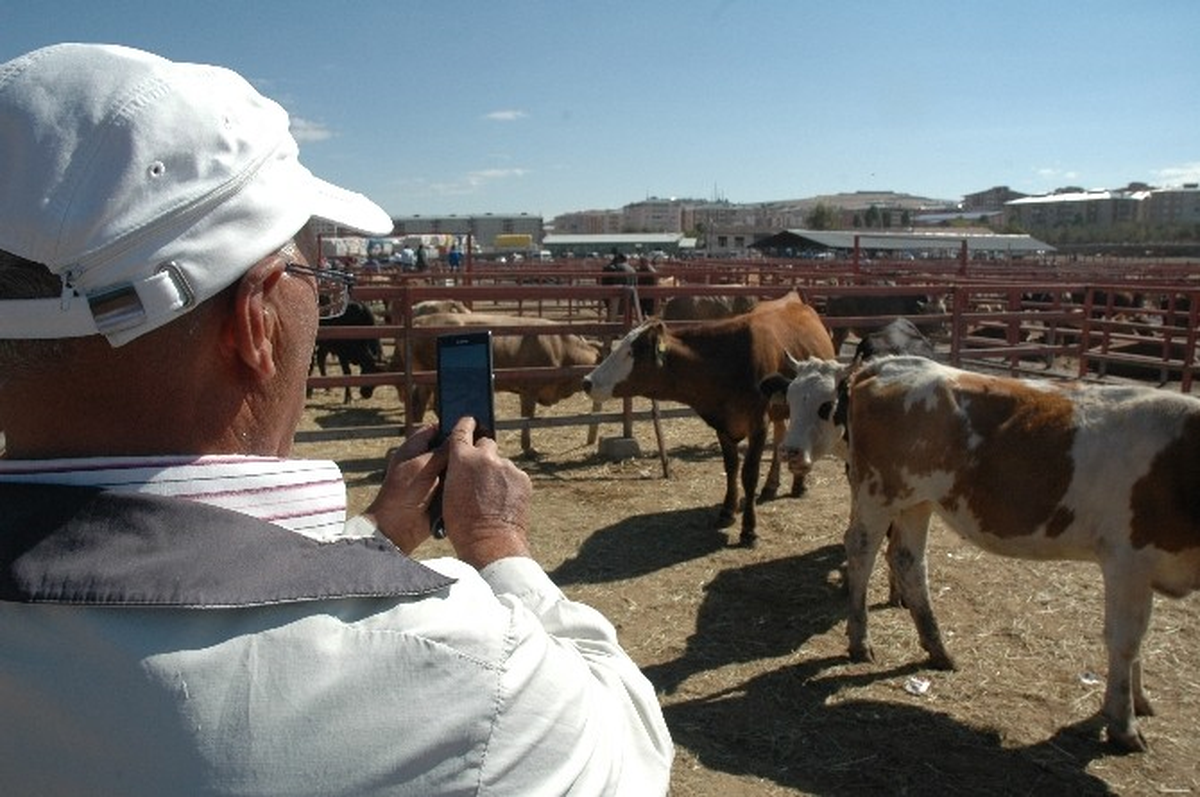 Sattığı Kurbanlıkların Fotoğrafını Çekiyor