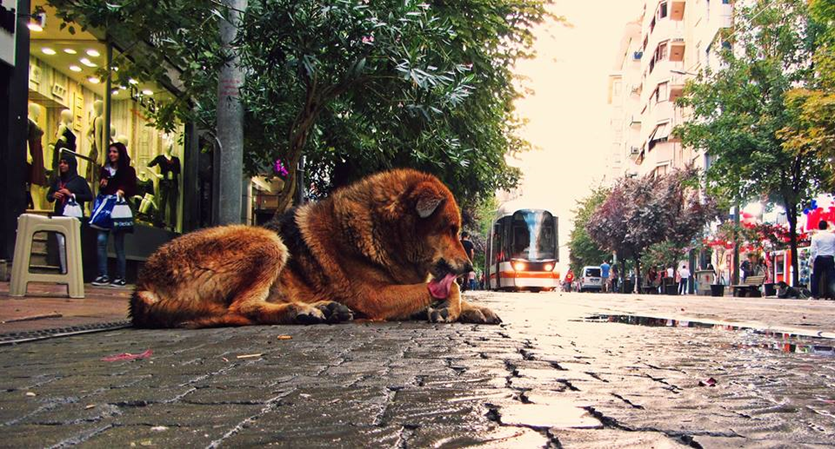 Sokak Köpeği "Namık"In Sosyal Medyadaki Takipçi Sayısı Bini Aştı