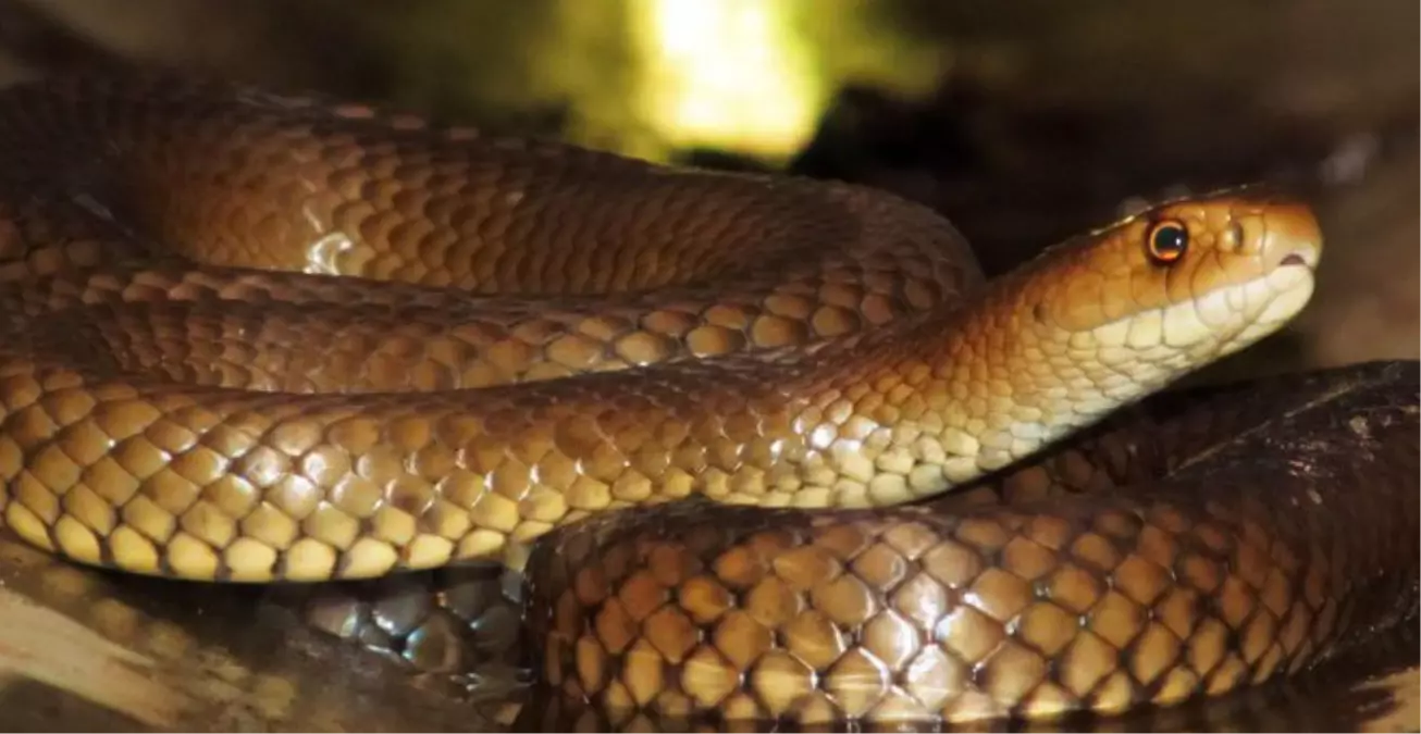 Ev Sahibi Tuvalette Şoka Girdi: Klozetten Yılan Çıktı