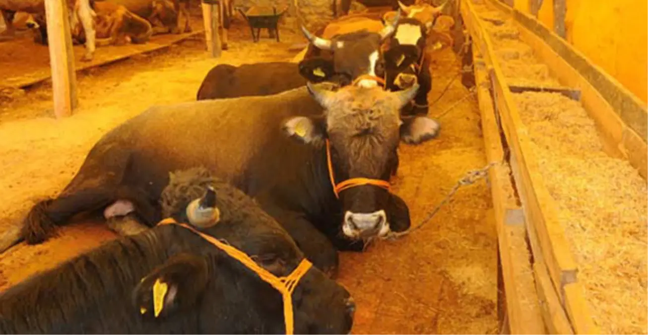 Görenleri Hayrete Düşüren Kurbanlıklar