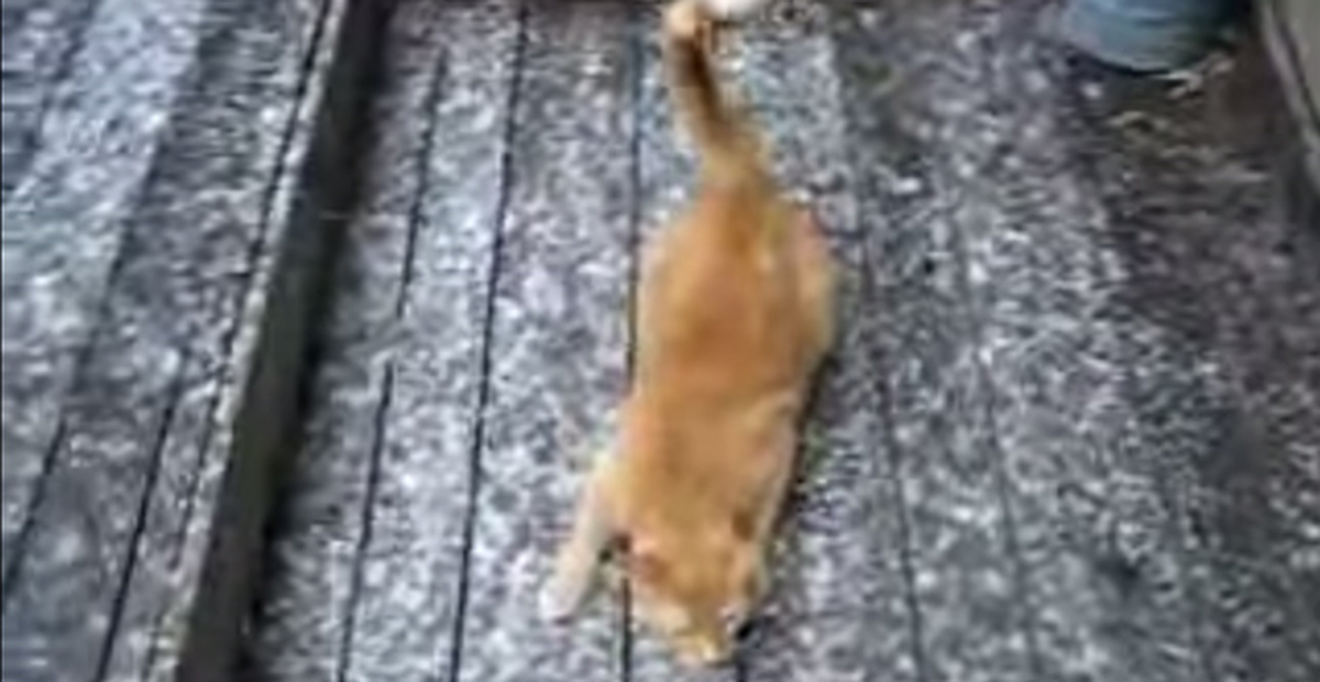 Kedi Kar Yağdığını İlk Defa Görünce Çıldırdı