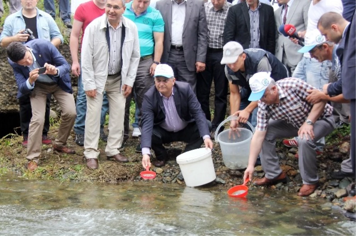 Kırmızı Benekli Alabalıklar Derelerle Buluştu