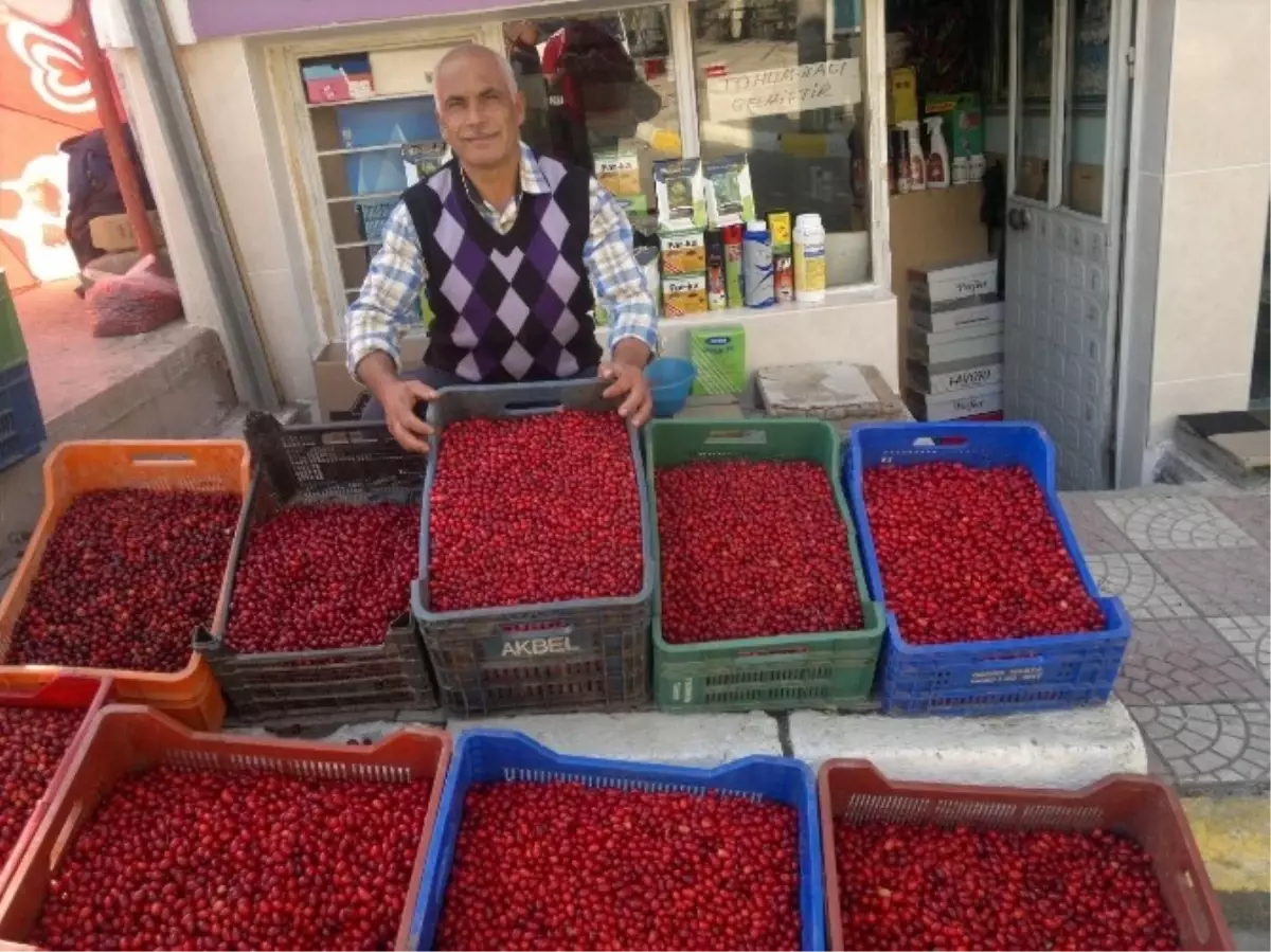 Kuraklık, Kızılcık Fiyatlarını Yükseltti