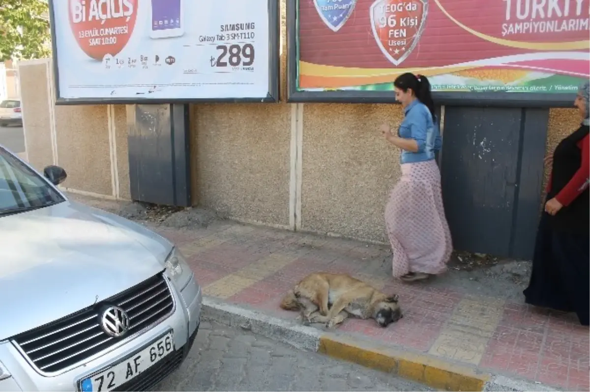 Sokak Köpekleri Vatandaşları Korkutuyor