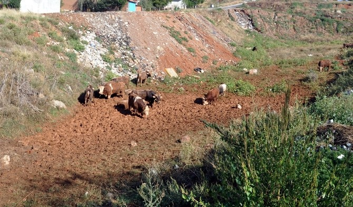Tır Devrildi, Büyükbaş Hayvanlar Yola Saçıldı