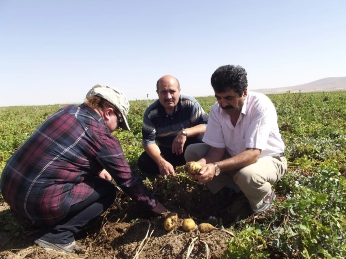 Aksaray\'da Patates Tarlaları Kontrol Ediliyor