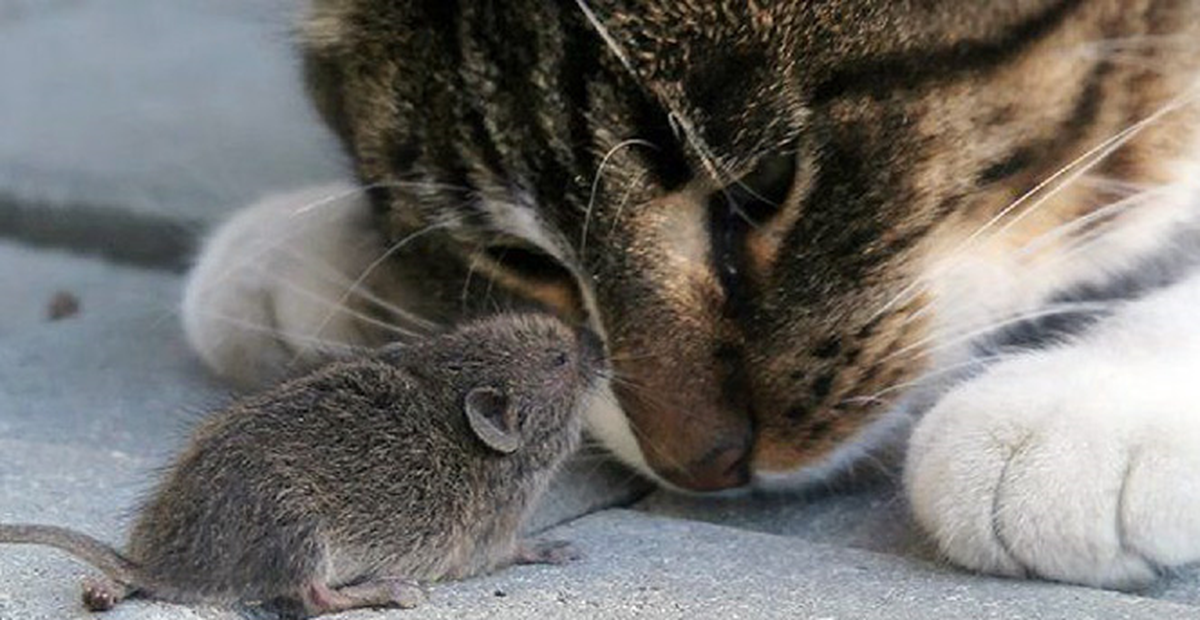 Kedileri haklayan fare!