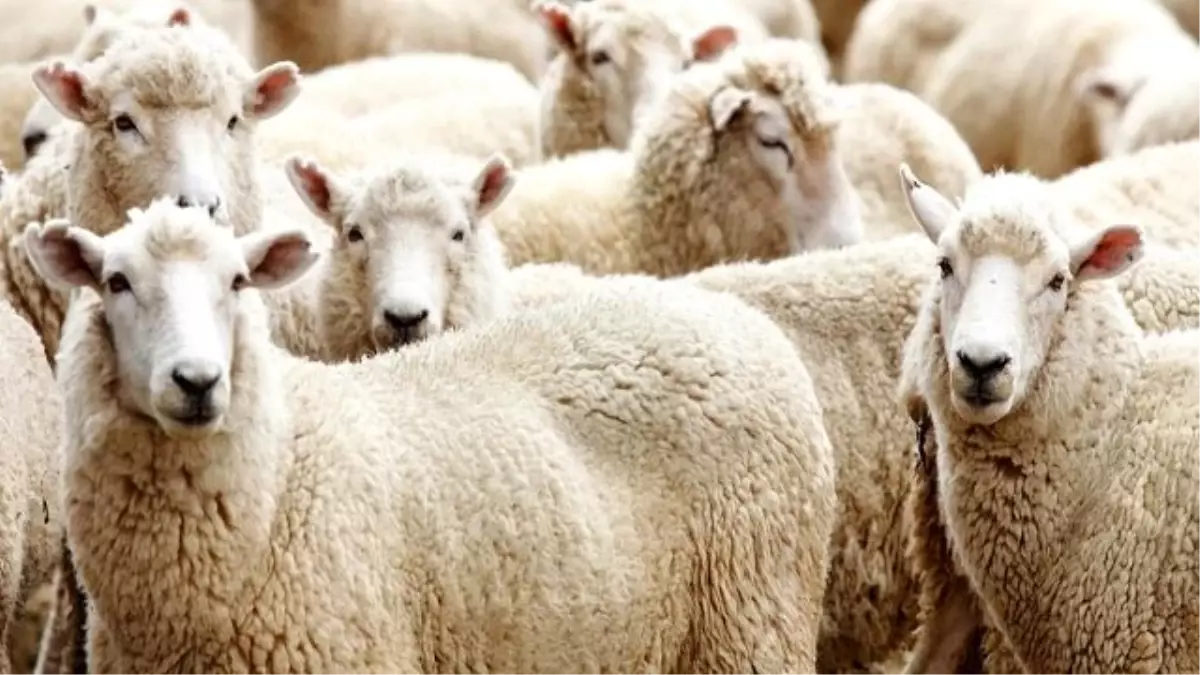 Kurbanlık Fiyatları Belli Oldu