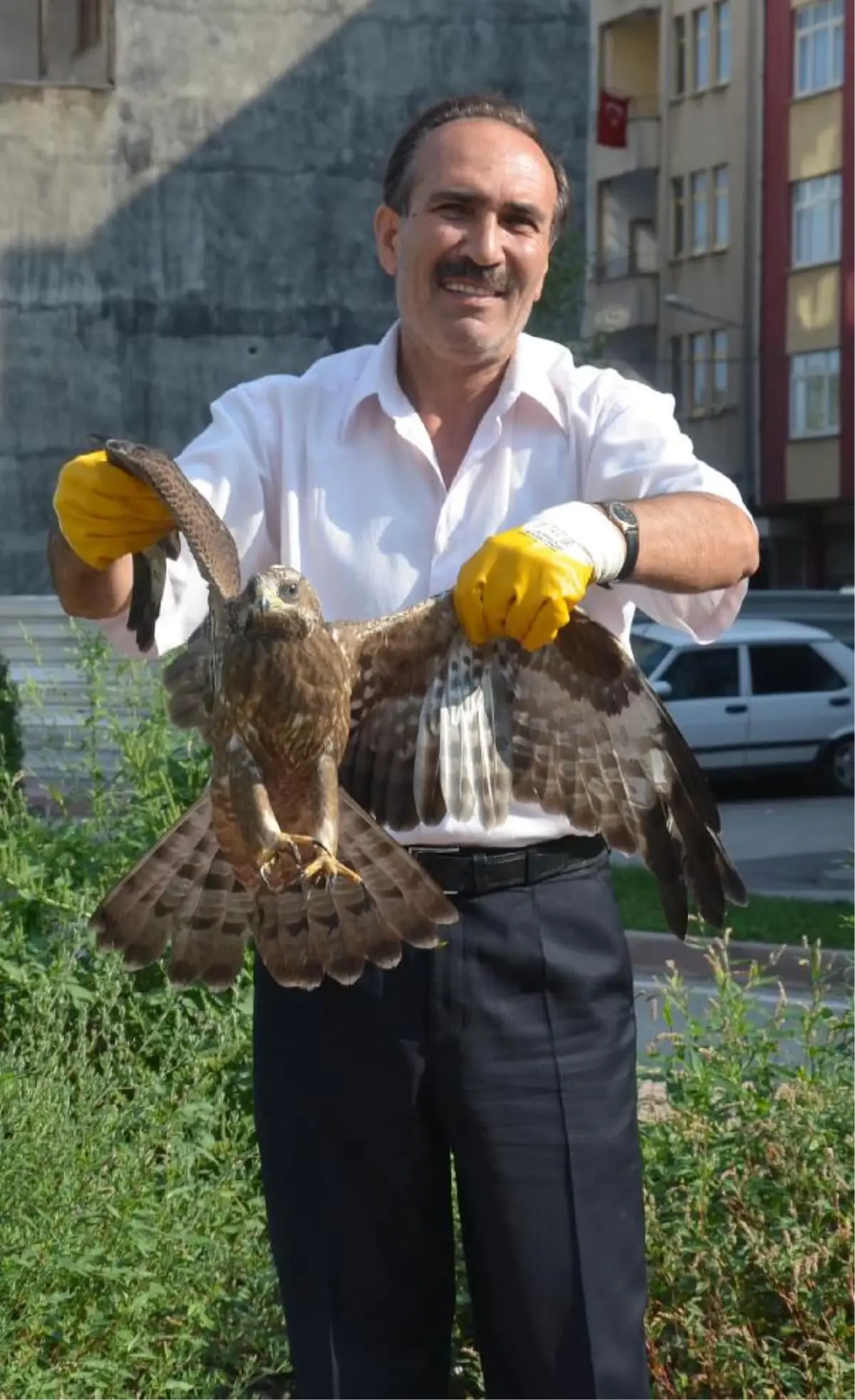 Yaralı Şahin, Kurtarıldı