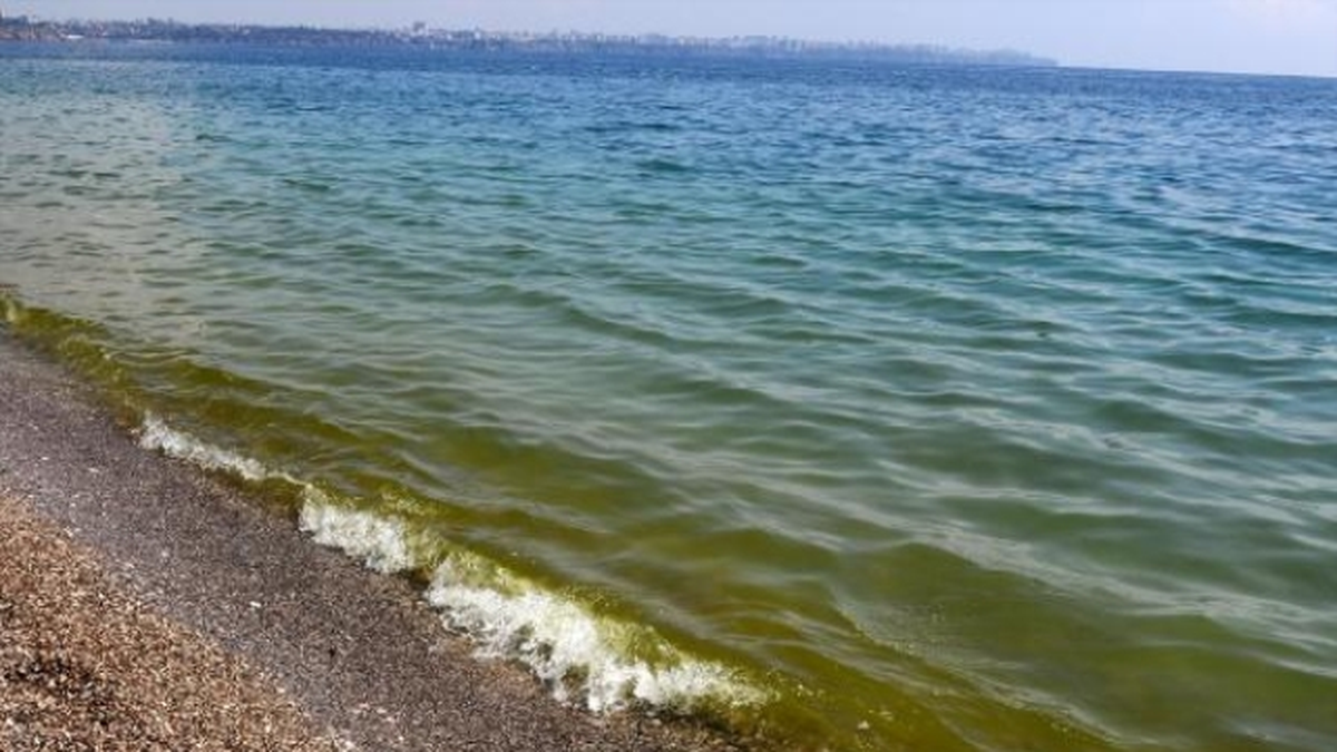 Antalya\'da Deniz Yeşile Dönüştü, Balıklar Öldü