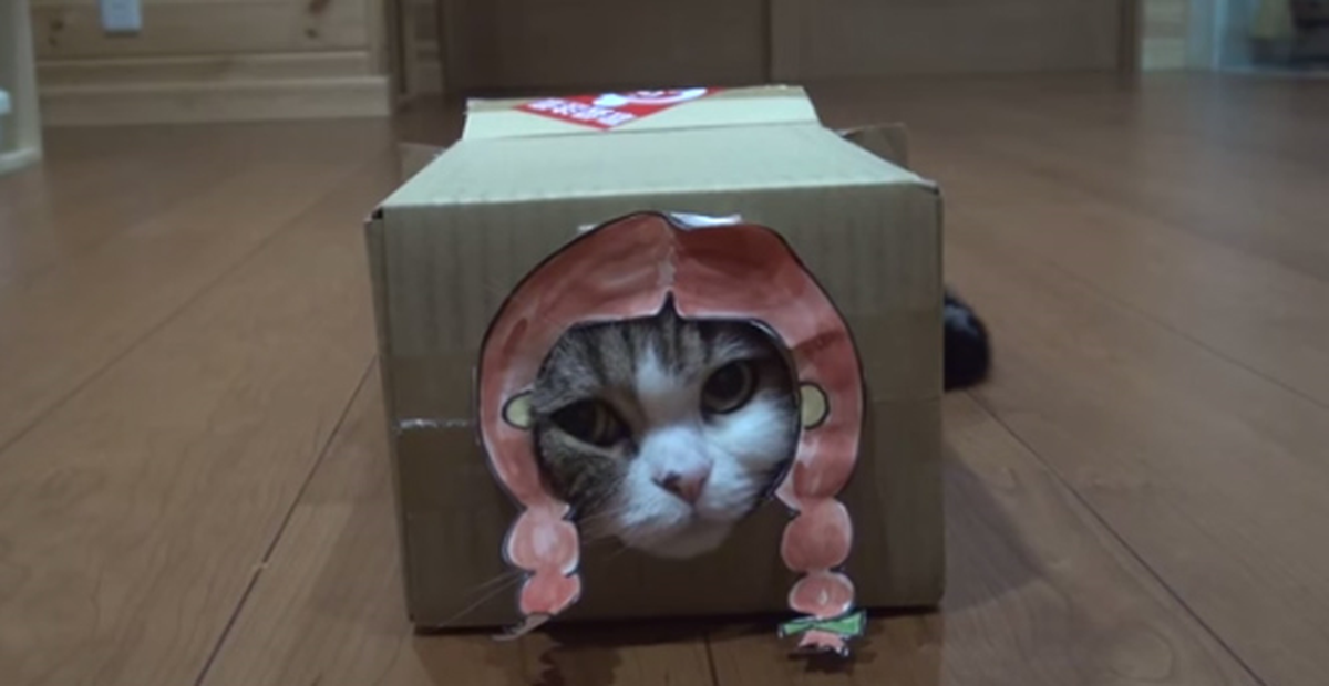 Bu Kedi Her Kutuya Girmek İstiyor