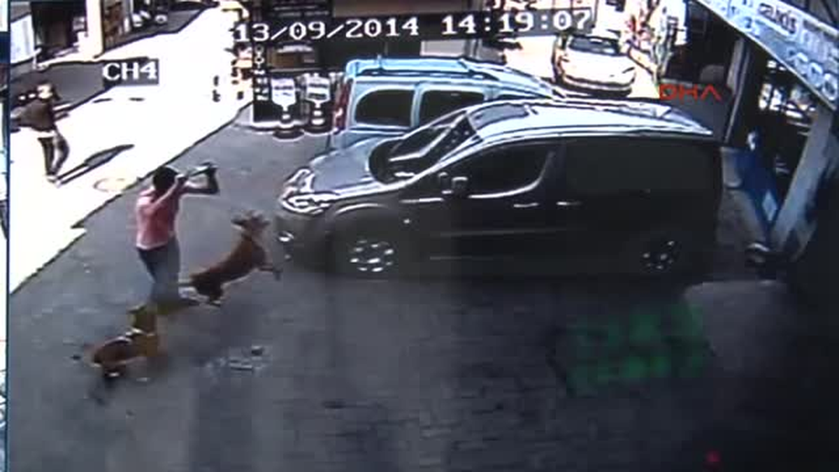 Bursa\'da Pitbull Dehşeti