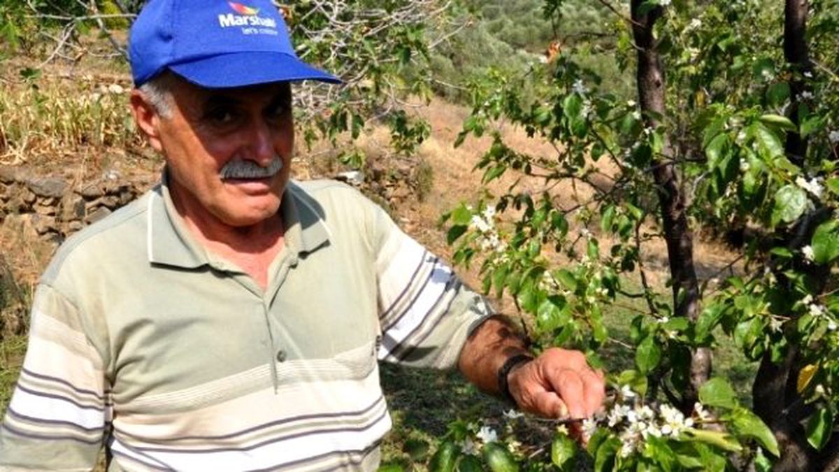 Çiçeklenen Erik Ağaçları Şaşırttı